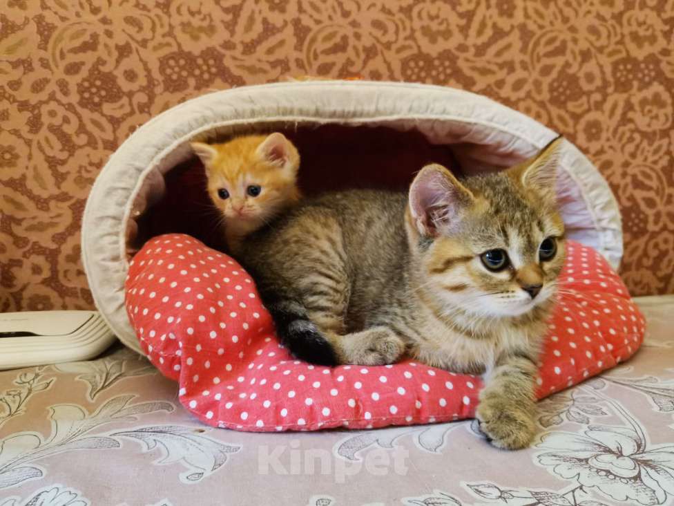 Кошки в Москве: Шотландские котята Мальчик, 10 000 руб. - фото 4