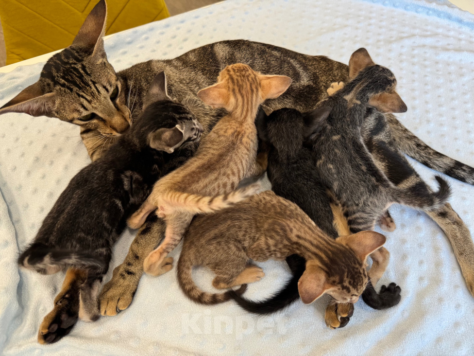 Кошки в других городах Красноярского края: Ориентальный котенок Девочка, 40 000 руб. - фото 4