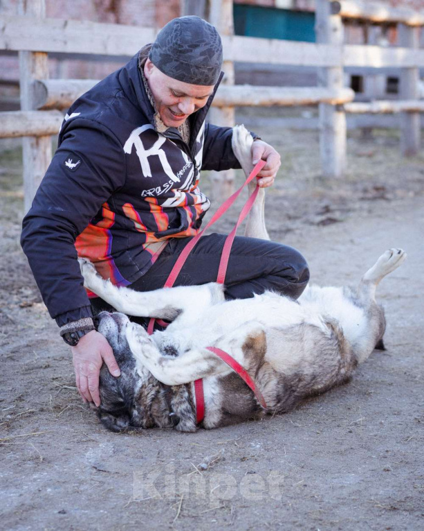 Собаки в Москве: Собака прошедшая СВО и избежавшая усыпления в поисках самого лучшего дома! Девочка, Бесплатно - фото 3