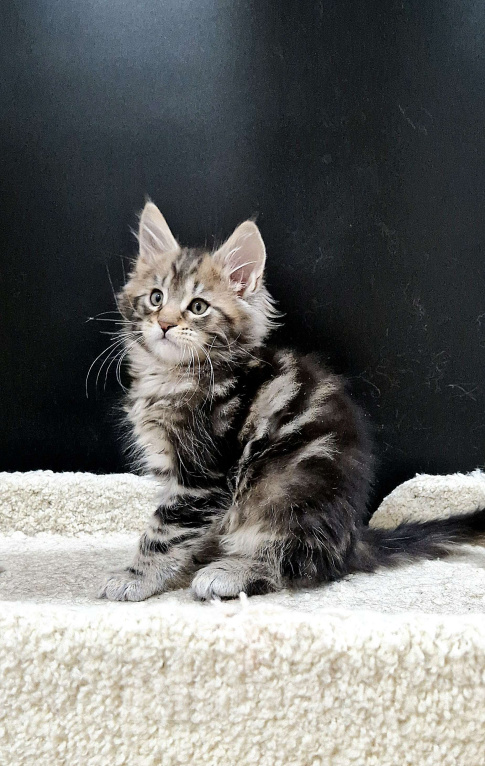 Кошки в Ижевске: Котята мейн-кун Мальчик, 60 000 руб. - фото 7