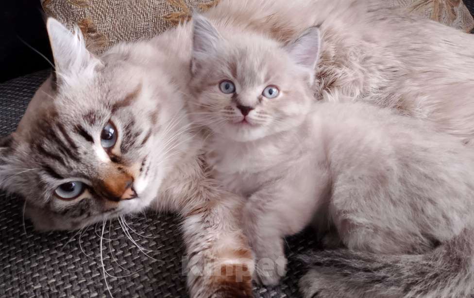 Кошки в Шахте: Продажа котят Мальчик, 10 000 руб. - фото 2