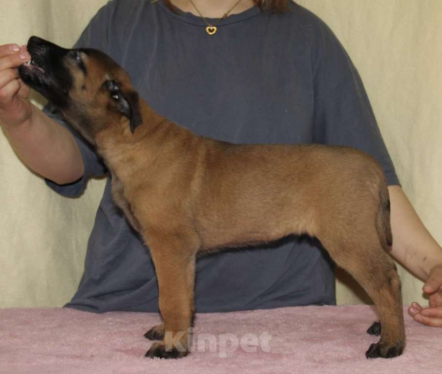 Собаки в других городах Московской области: Малинуа для спорта, работы, выставок и просто активной жизни Девочка, 60 000 руб. - фото 4