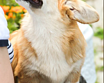 Собаки в Тольятти: Девочка Эстель Руж Девочка, 50 000 руб. - фото 4