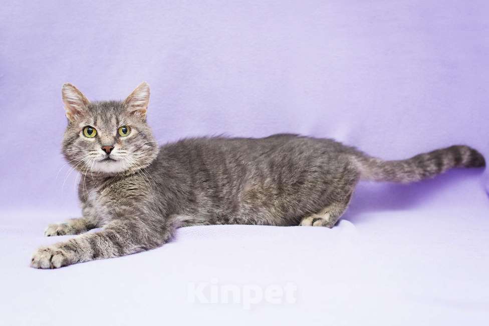 Кошки в Москве: Возрастной котик ищет дом Мальчик, Бесплатно - фото 3