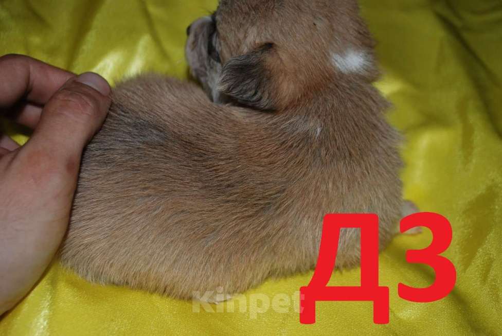 Собаки в Севастополе: Щенки вельш-корги пемброк девочки Девочка, 55 000 руб. - фото 2