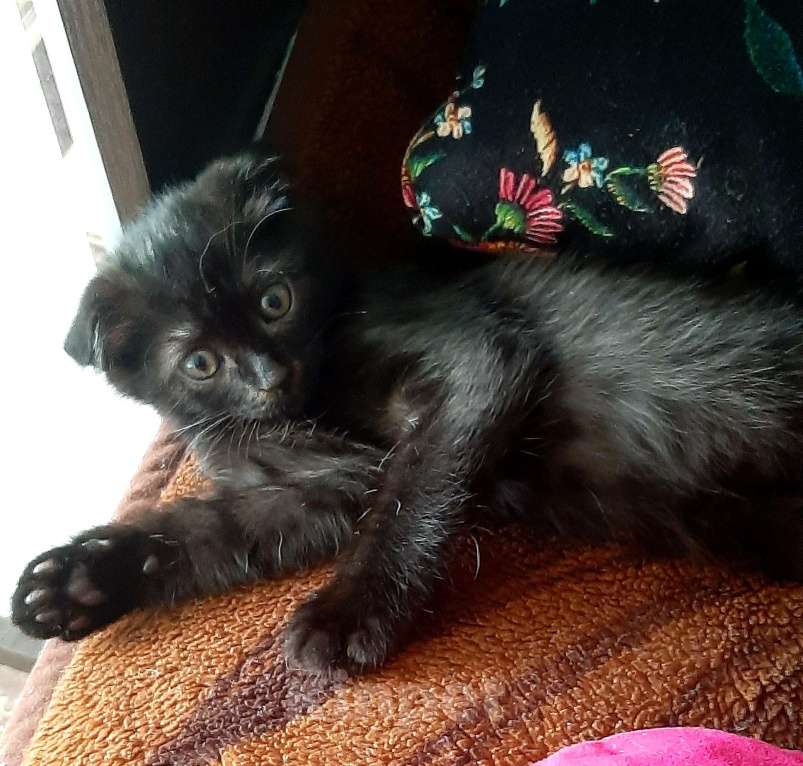 Кошки в Волгограде: В добрые руки шотландский вислоухий котенок Мальчик, 1 000 руб. - фото 1