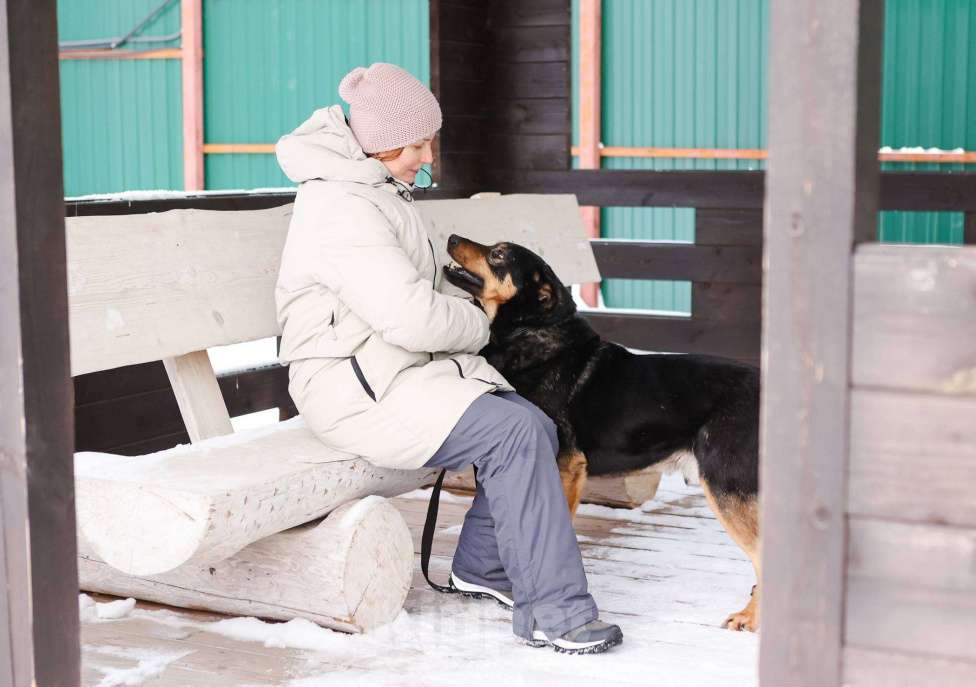 Собаки в Москве: Общительный и ласковый пёс Баграй в добрые руки Мальчик, Бесплатно - фото 5