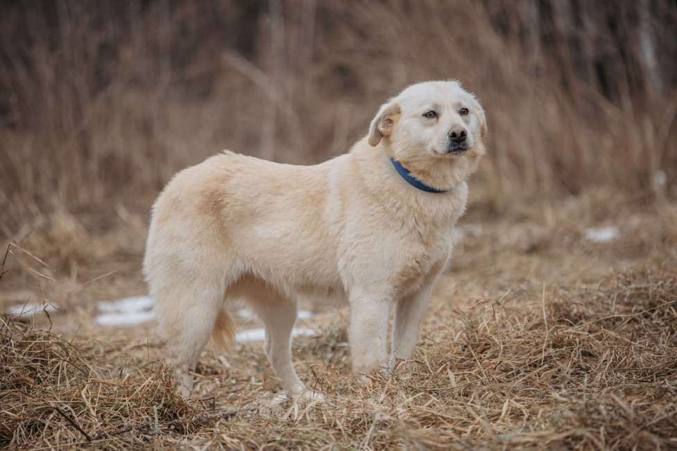 Собаки в Москве: Компаньон Девочка, Бесплатно - фото 5