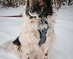 Собаки в Санкт-Петербурге: Изумительной красоты небольшая собачка Девочка, Бесплатно - фото 3