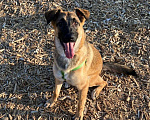 Собаки в Мытищах: Метис Джесси ищет дом  Девочка, Бесплатно - фото 2