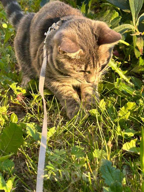 Кошки в Раменском: Пропала кошка обычна поло британка  Девочка, Бесплатно - фото 3