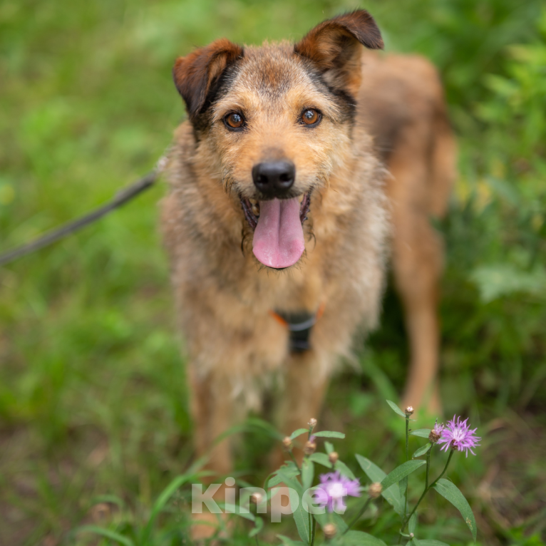 Собаки в Москве: Рашель Девочка, Бесплатно - фото 3
