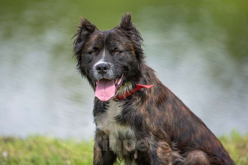 Собаки в Москве: Молодая метис леонбергера Чара в добрые руки Девочка, Бесплатно - фото 4