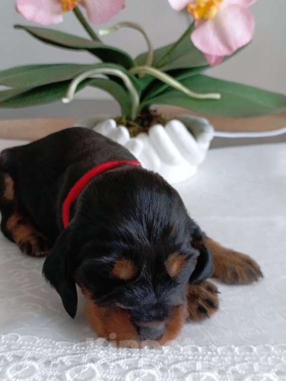 Собаки в Москве: Русский охотничий спаниель девочка Девочка, 50 000 руб. - фото 3