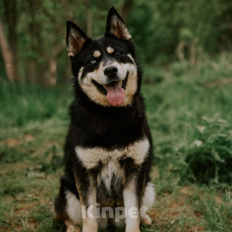 Собаки в Москве: Луна Девочка, Бесплатно - фото 3