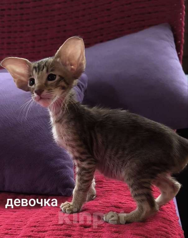 Кошки в Москве: Ориентальные котята Девочка, 80 000 руб. - фото 2