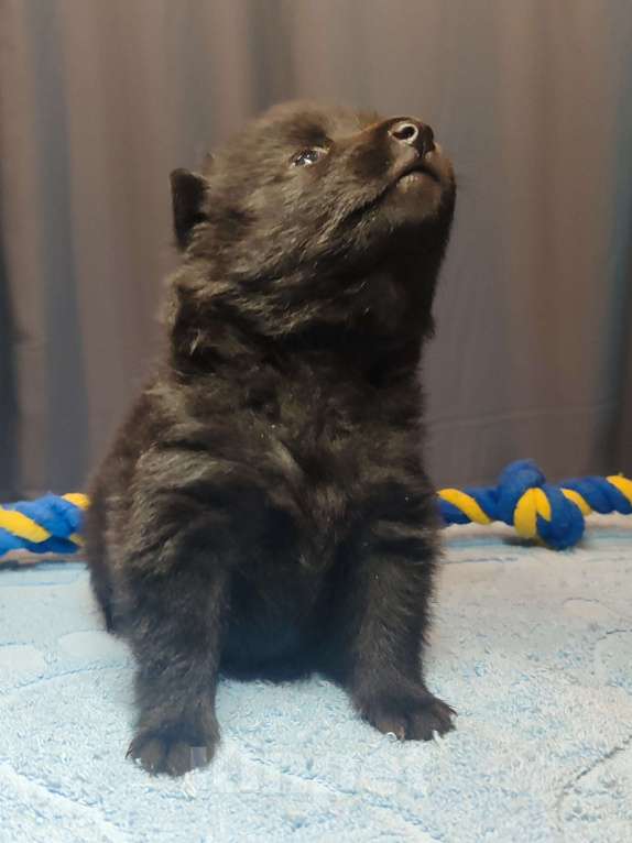 Собаки в Раменском: Щенки шипперке от титулованных родителей в домашних условиях (Фиолетовая) Девочка, 85 000 руб. - фото 2