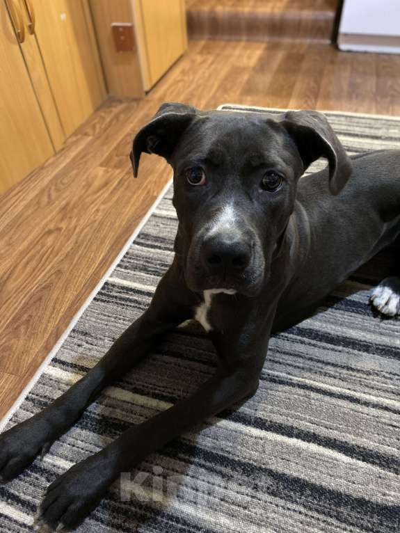 Собаки в Ростове-на-Дону:  Кане-корсо в добрые руки  Девочка, Бесплатно - фото 3
