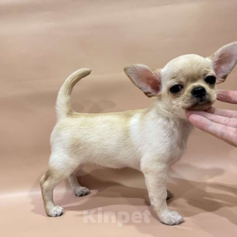 Собаки в Москве: Чихуахуа девочка  Девочка, Бесплатно - фото 3