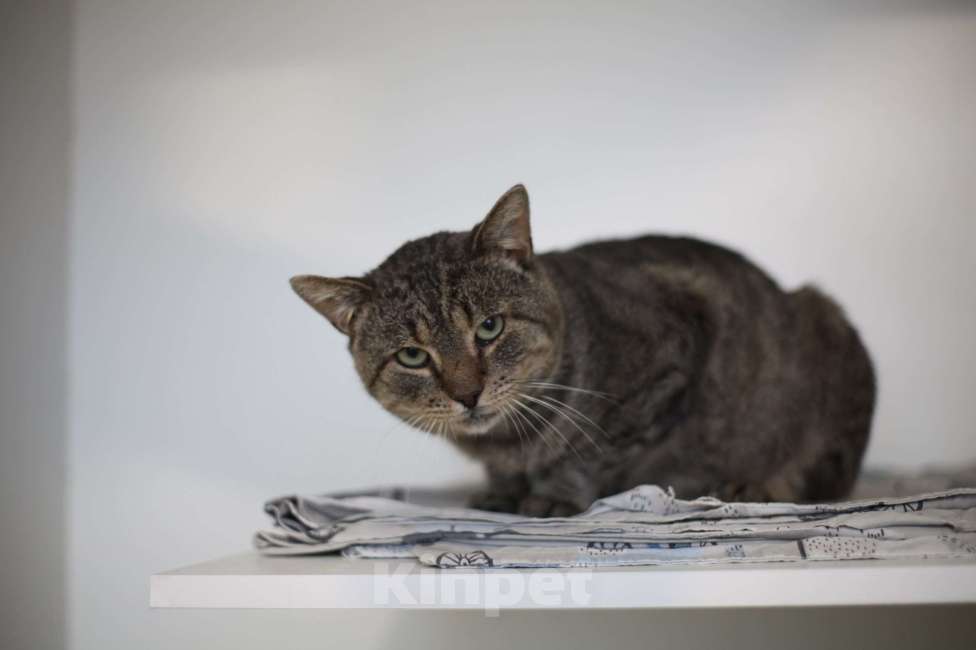 Кошки в Санкт-Петербурге: Котик ищет дом Мальчик, Бесплатно - фото 2