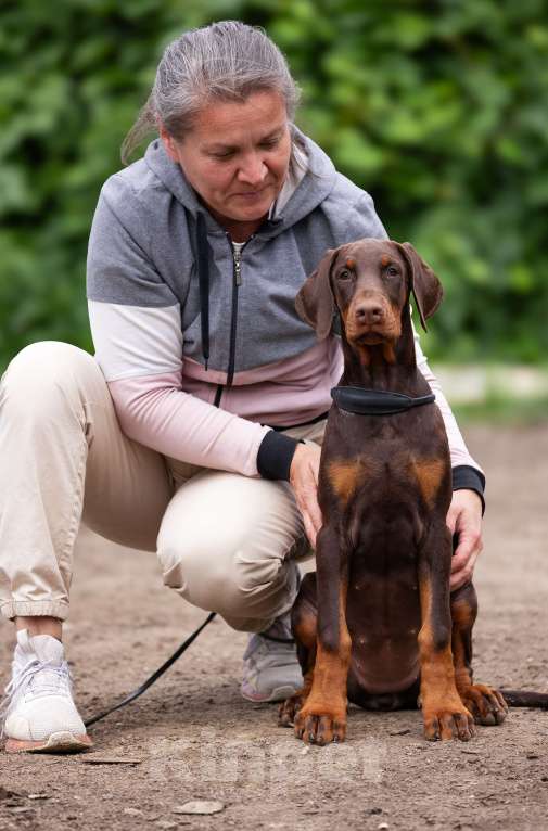 Собаки в Клине: Натуральная сука под шоу Девочка, 150 000 руб. - фото 3