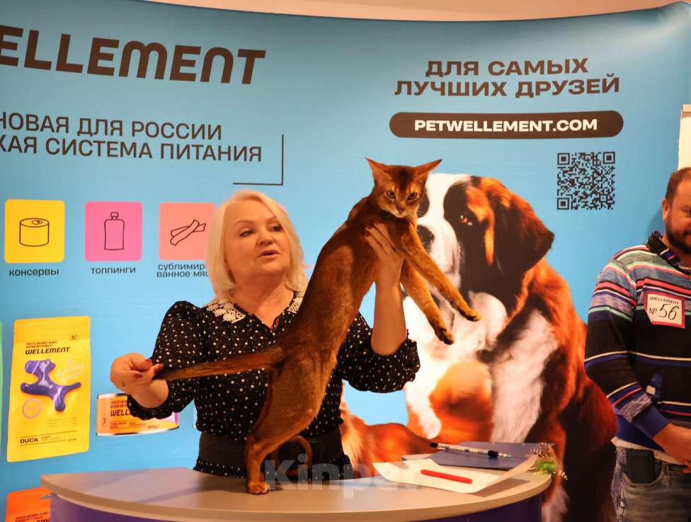 Кошки в Красноярске: ABY BLIZZARD ASTER-AMUR CACIB WCF Мальчик, 35 000 руб. - фото 2