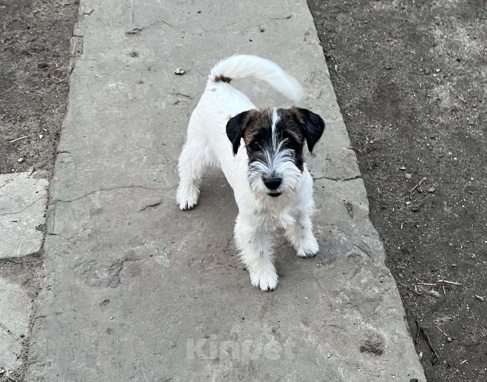 Собаки в Волгограде: Джек Рассел терьер Девочка, 30 000 руб. - фото 4