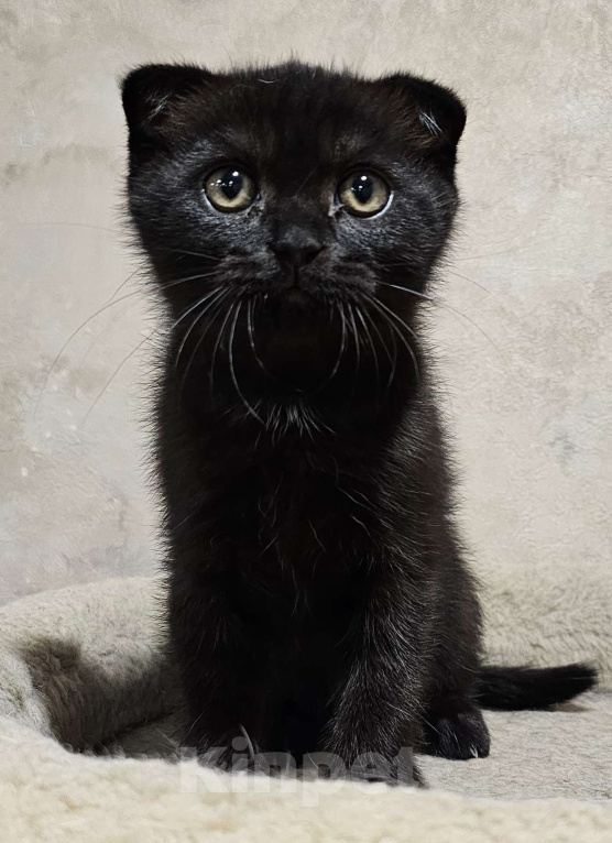 Кошки в Москве: Шотландские Котята (Скотиш Фолд) Девочка, 25 000 руб. - фото 2