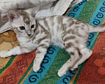 Кошки в Москве: Бенгальский котенок  Мальчик, Бесплатно - фото 1
