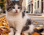 Кошки в Москве: Заберите котёнка с улицы Девочка, Бесплатно - фото 6