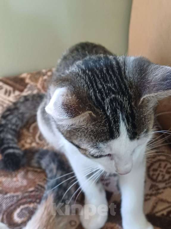 Кошки в других городах Пермского края: Кот Мальчик, Бесплатно - фото 3