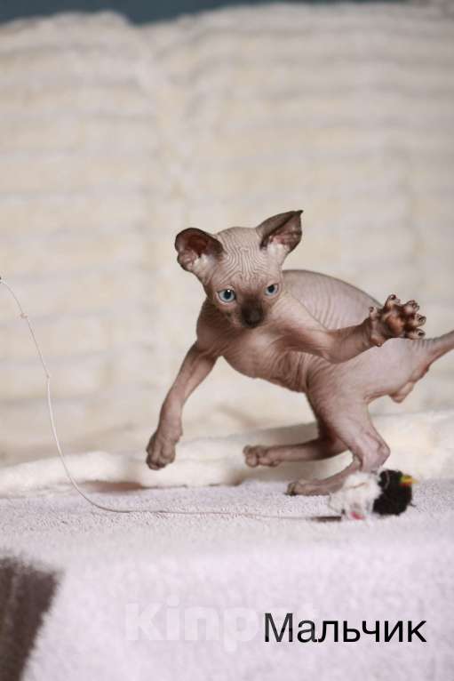 Кошки в других городах Московской области: Продаю котят канадского сфинкса Мальчик, 25 000 руб. - фото 3