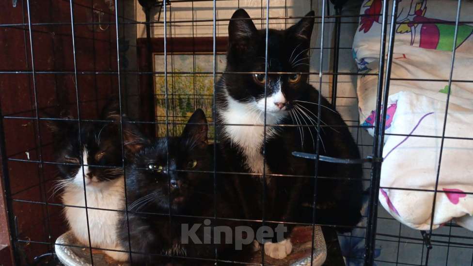 Кошки в Санкт-Петербурге: Кошечка Флорида Девочка, Бесплатно - фото 3