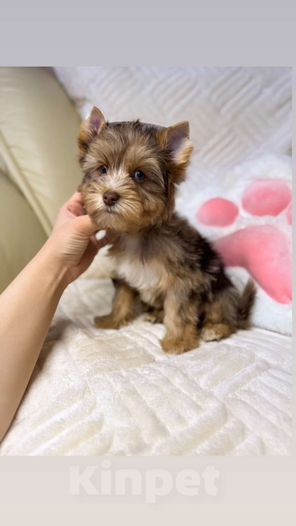 Собаки в Москве: Девочка Шокомерле  Девочка, 75 000 руб. - фото 2