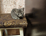 Кошки в Волжском: Отдам кошечку в добрые руки Девочка, Бесплатно - фото 1