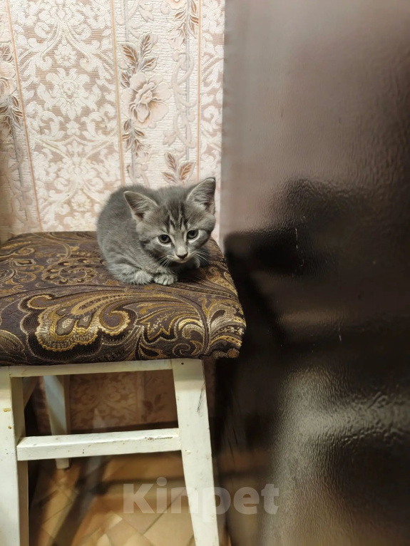 Кошки в Волжском: Отдам кошечку в добрые руки Девочка, Бесплатно - фото 1