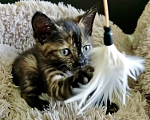 Кошки в Санкт-Петербурге: котенок Девочка, Бесплатно - фото 2