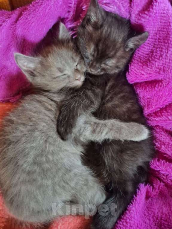 Кошки в Уфе: Отдаём котят в добрые руки! Девочка, Бесплатно - фото 2