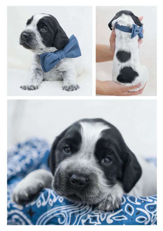 Собаки в Владивостоке: Щенки русского охотничьего спаниеля Мальчик, 50 000 руб. - фото 4