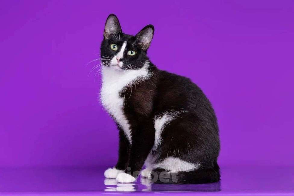 Кошки в Москве: Две очаровательные красотульки ищут семью Девочка, Бесплатно - фото 2