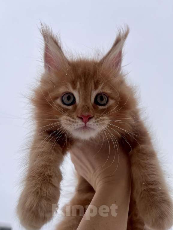 Кошки в Ярославле: Кот Мальчик, Бесплатно - фото 2