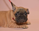 Собаки в Москве: Девочка французского бульдога  Девочка, 60 000 руб. - фото 2