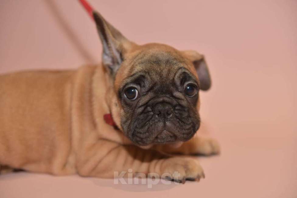 Собаки в Москве: Девочка французского бульдога  Девочка, 60 000 руб. - фото 2