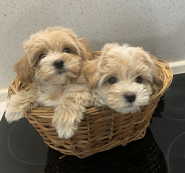 Мальтипу ф1 мини