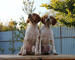 Собаки в Уфе: Легавые щенки от рабочих родителей Девочка, Бесплатно - фото 3