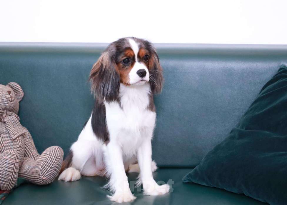 Собаки в Москве: Щенки Кавалер Кинг Чарльз спаниель  Девочка, 400 000 руб. - фото 2