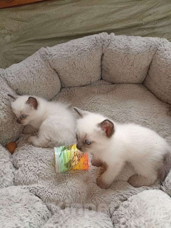 Кошки в Санкт-Петербурге: Продам тайских котят Санкт-Петербург Мальчик, Бесплатно - фото 4