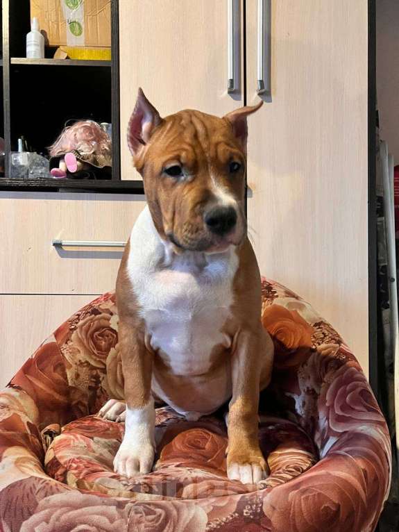 Собаки в Москве: Красивый мальчик амстаффа Мальчик, 70 000 руб. - фото 3