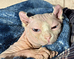 Кошки в других городах Ставропольского края: Канадский сфинкс эльф Мальчик, 5 000 руб. - фото 2