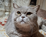 Кошки в Подольске: Отдам в добрые руки двух домашних котиков Разнополые, Бесплатно - фото 3